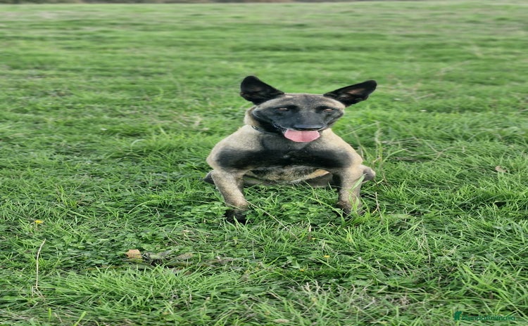 Pastor Belga Malinois perros - Anuncio 1