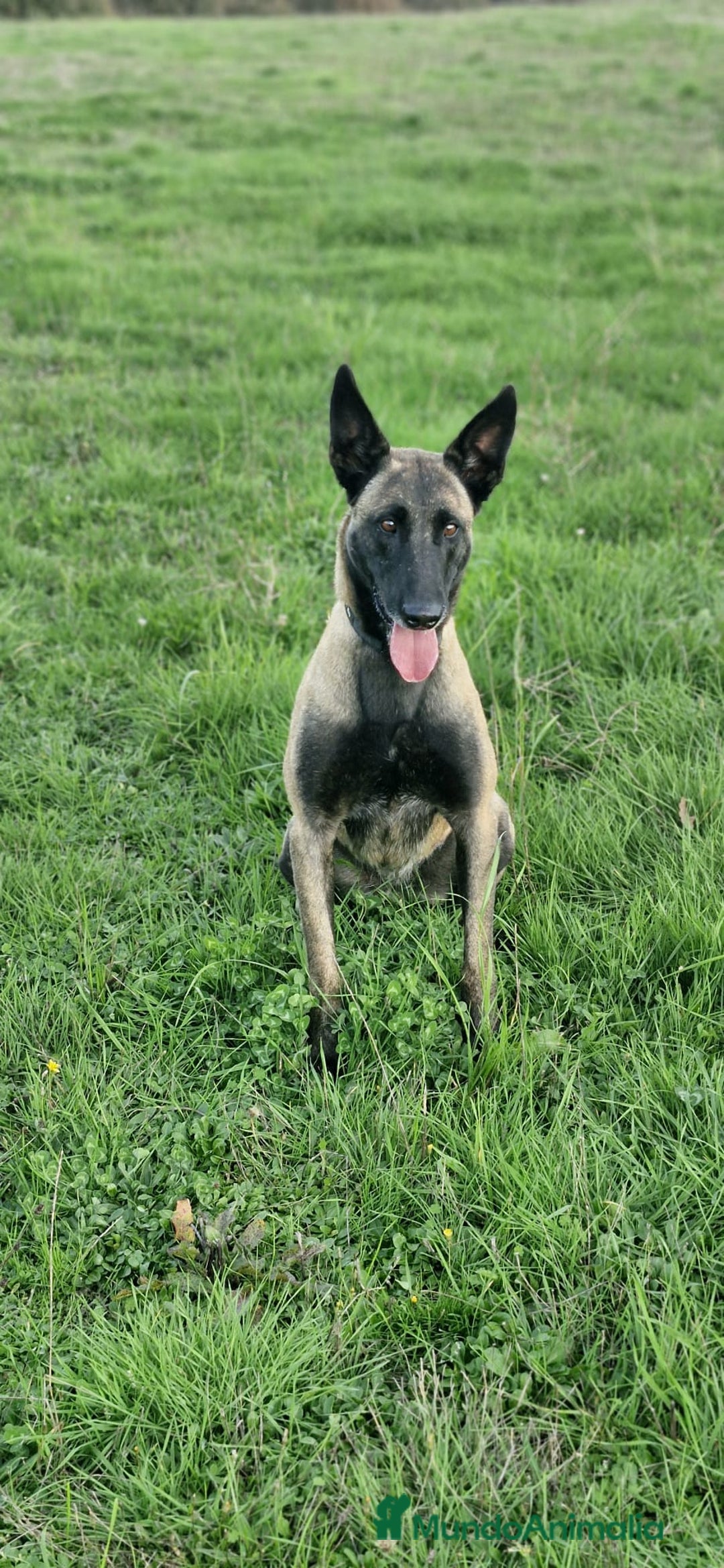 Pastor Belga Malinois perros en adopcion: Hembra pastor belga Malinois  - Imagen 1