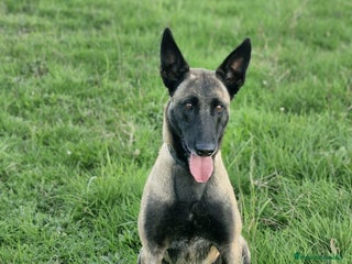 Pastor Belga Malinois perros - Anuncio 6