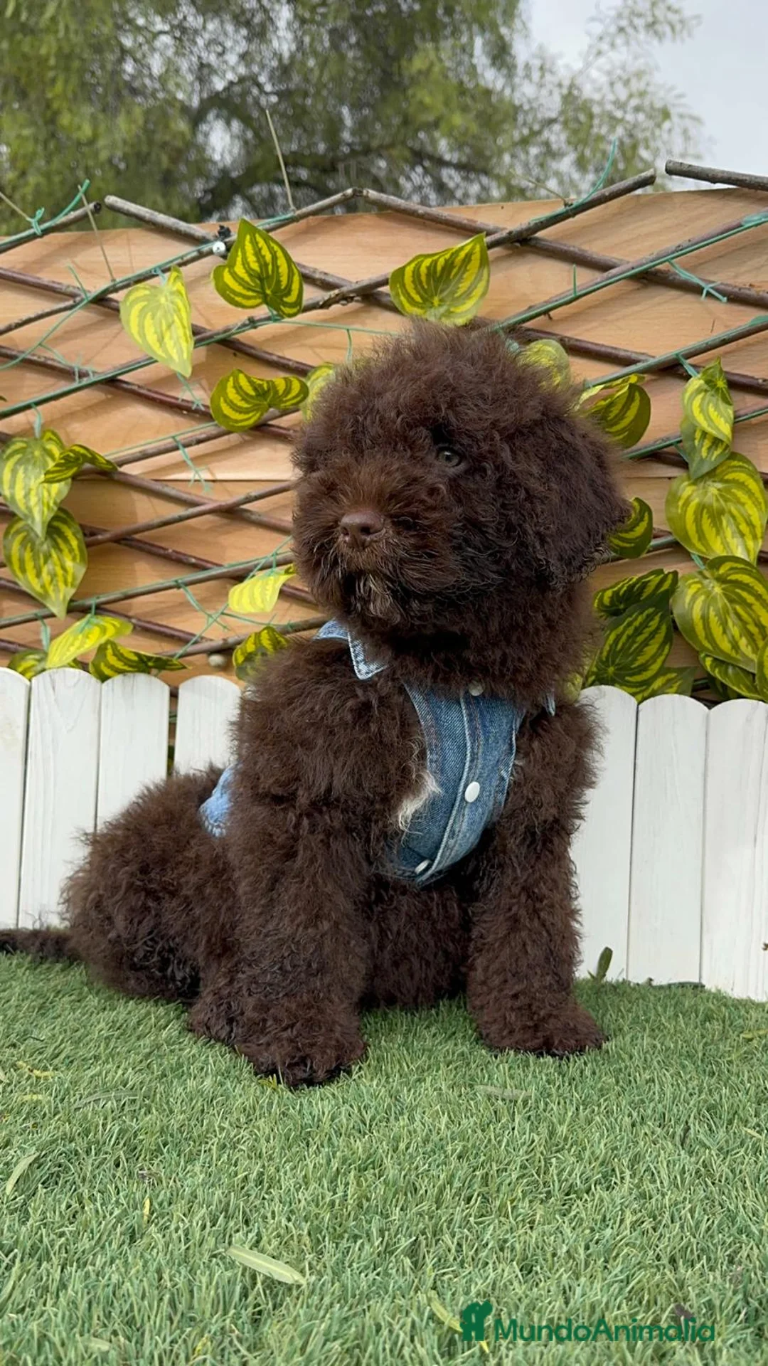 Perro de Agua Español perros en venta: PERRO DE AGUA  - Anuncio 5