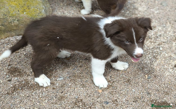 Border Collie perros - Propaganda 2