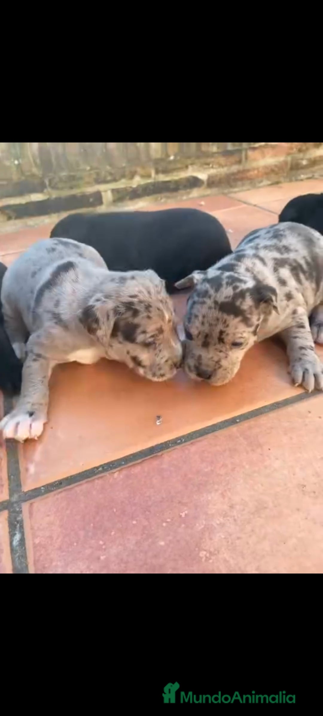 American Staffordshire-Terrier perros Américan estanford  - Anuncio 1