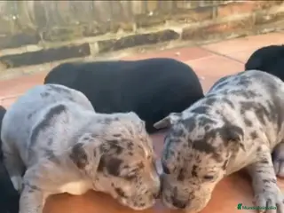 American Staffordshire-Terrier perros Américan estanford - Anuncio 1