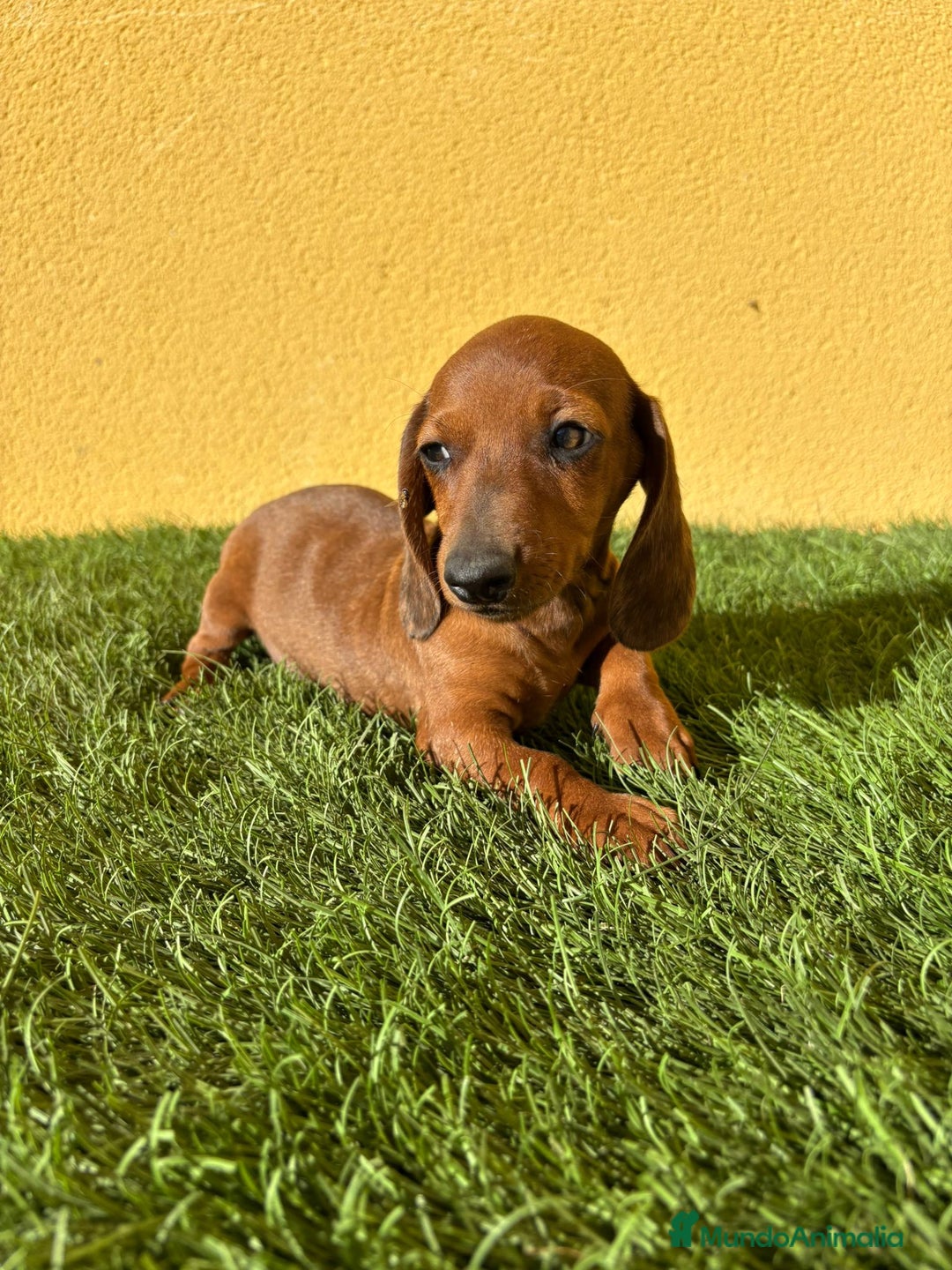 Teckel Miniatura perros en venta: Macho Teckel Miniatura merle chocolate diluido - Imagen 19