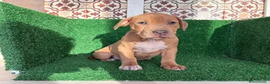 American Pit Bull Terrier 4