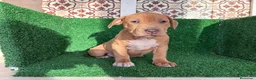 American Pit Bull Terrier perros en venta: pitbull - Anuncio 12