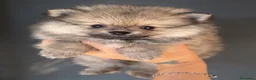 Pomerania perros en venta: Pomerania  - Anuncio 2