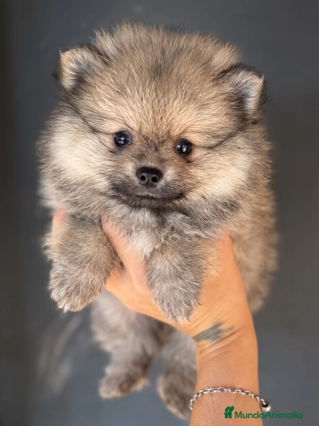 Pomerania perros en venta: Pomerania  - Anuncio 2