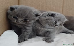 Británico de Pelo Corto Azul gatos en venta: British Shorthair super bonitos - Imagen 9