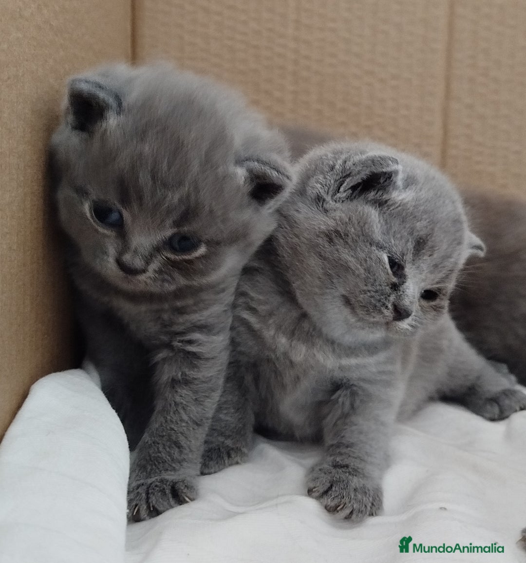 Británico de Pelo Corto Azul gatos en venta: British Shorthair super bonitos - Imagen 9