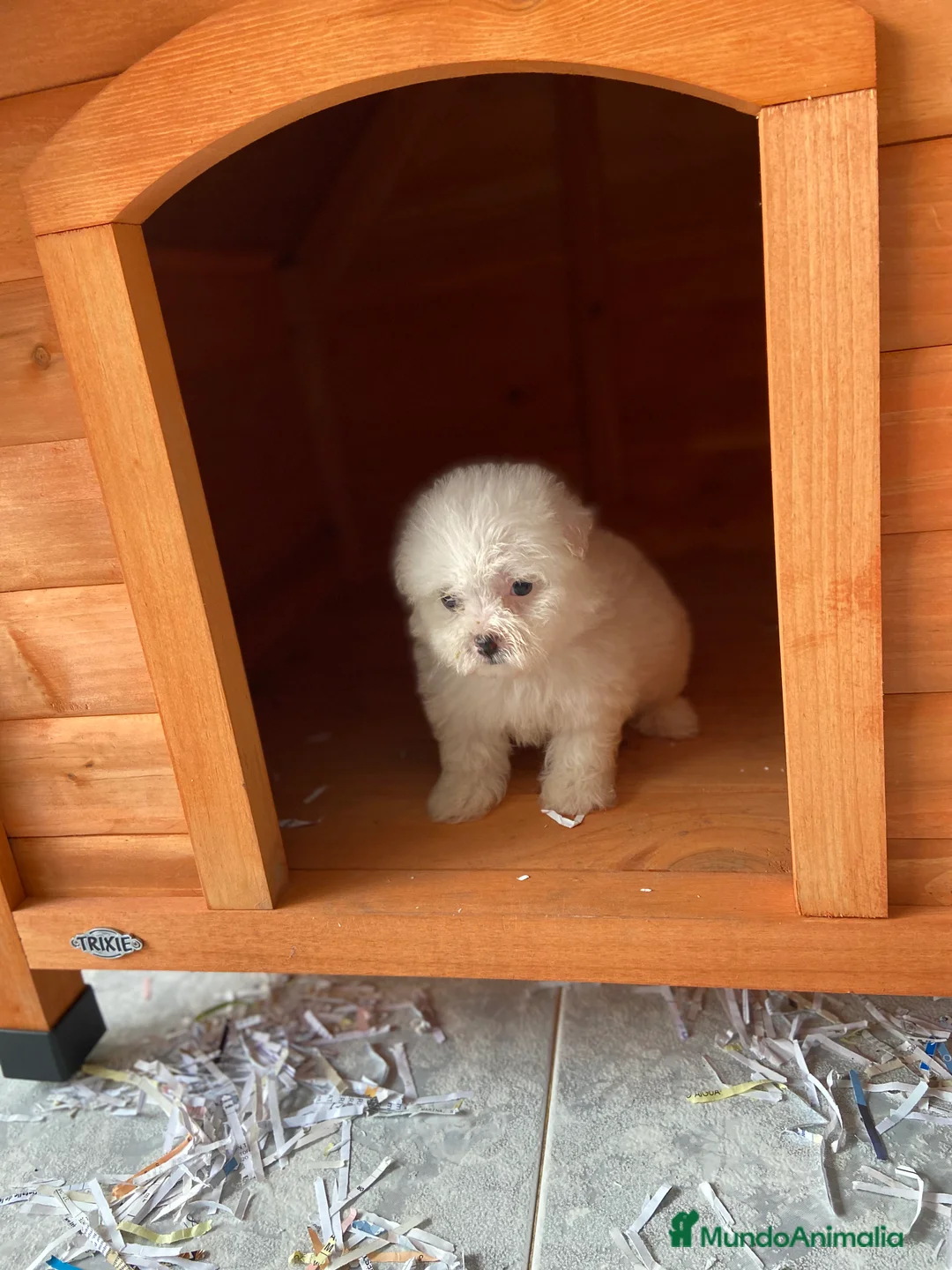 Bichón Maltés perros en venta: Cámara de bichón, maltés - Anuncio 2