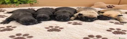 Bulldog Francés perros en venta: Bulldog francés - Anuncio 1