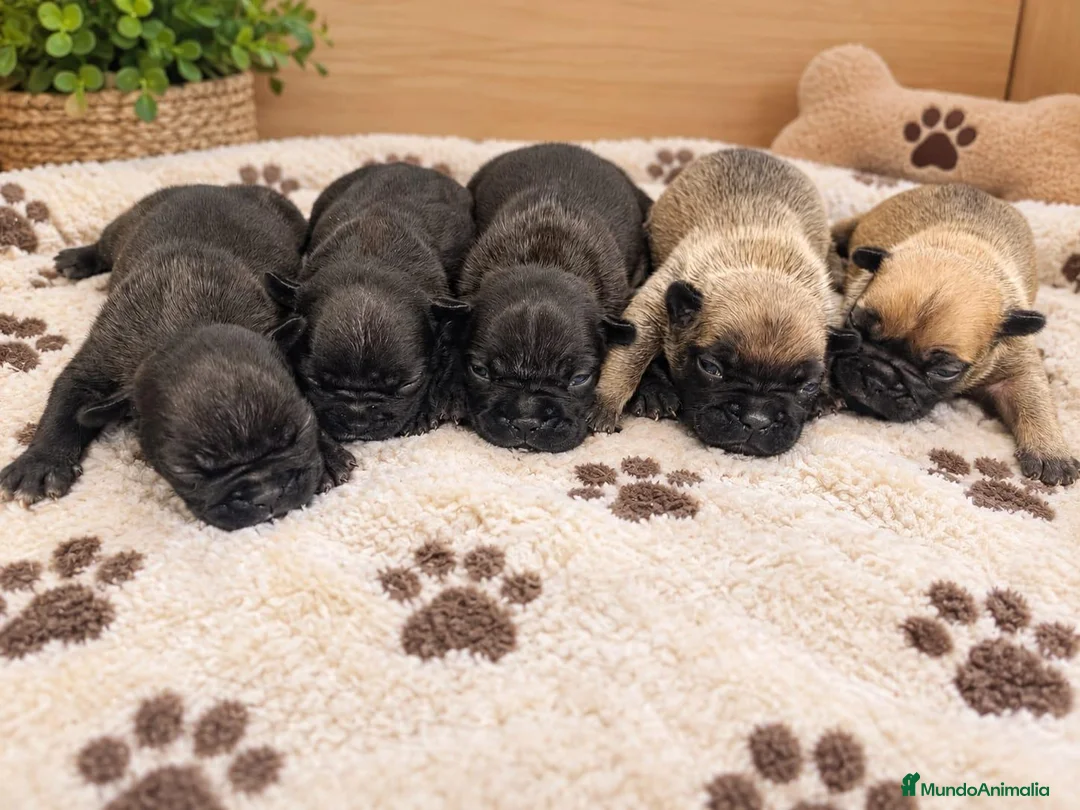 Bulldog Francés perros en venta: Bulldog francés - Anuncio 1