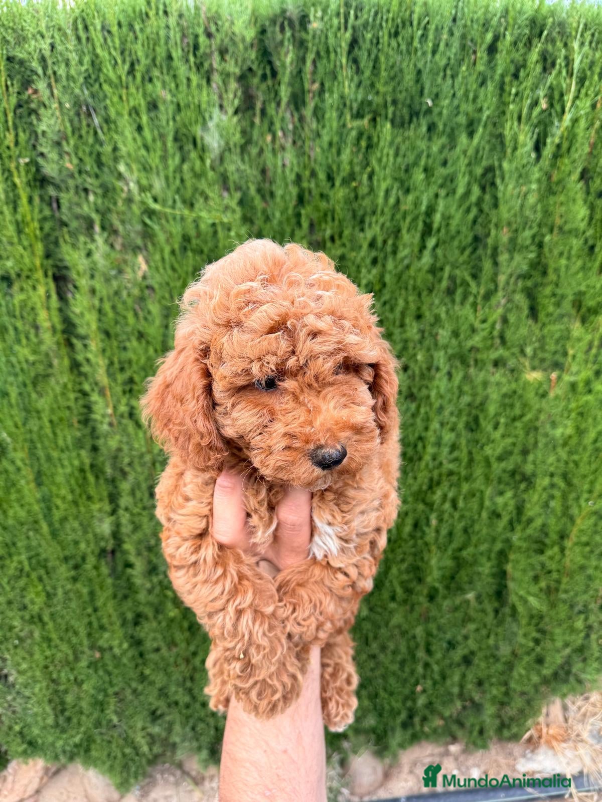Caniche Enano perros Caniches Machos Enanos Rojos  - Anuncio 1