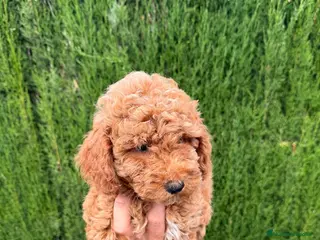 Caniche Enano perros Caniches Machos Enanos Rojos - Anuncio 1