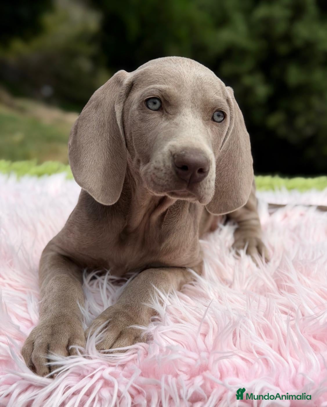 Weimaraner perros BRACO DE WEIMAR - Anuncio 1