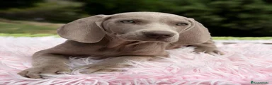 Weimaraner Cachorro 3