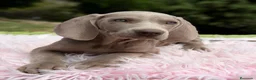 Weimaraner perros en venta: BRACO DE WEIMAR - Anuncio 1