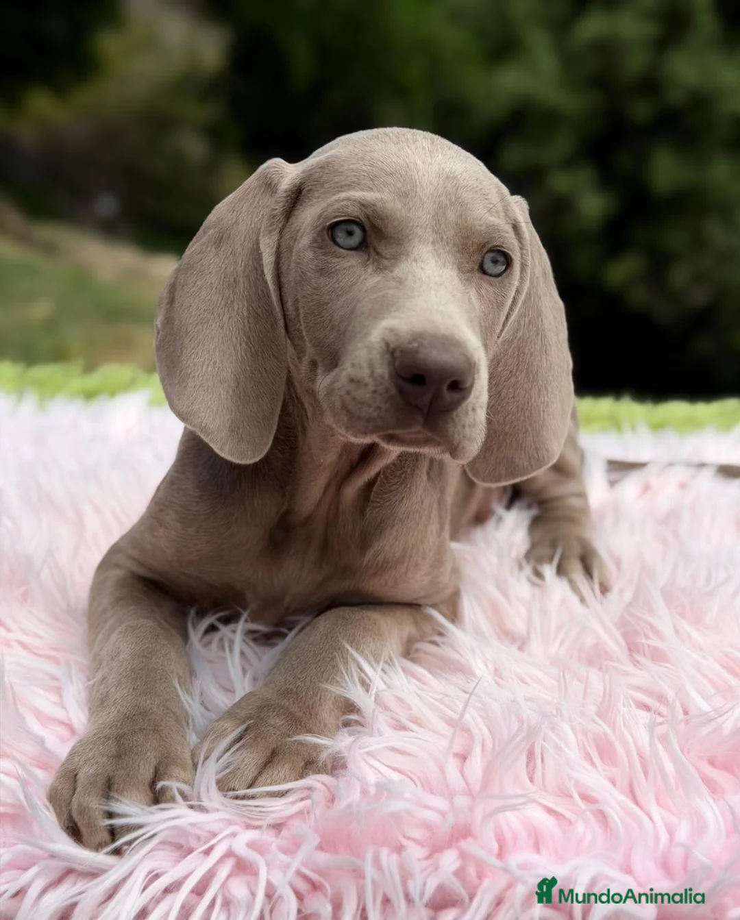 Weimaraner perros en venta: BRACO DE WEIMAR - Anuncio 1