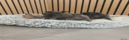 Pequeño Lebrel Italiano perros en venta: Pequeño Lebrel Italiano disponibles para octubre  - Anuncio 17