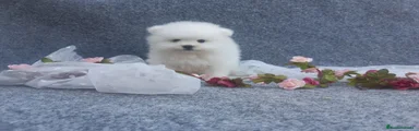 Pomerania Cachorro 6