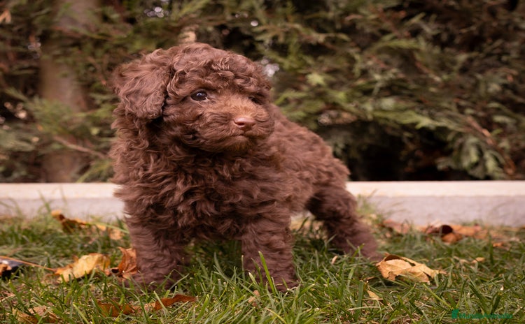 Caniche Toy perros - Propaganda 1