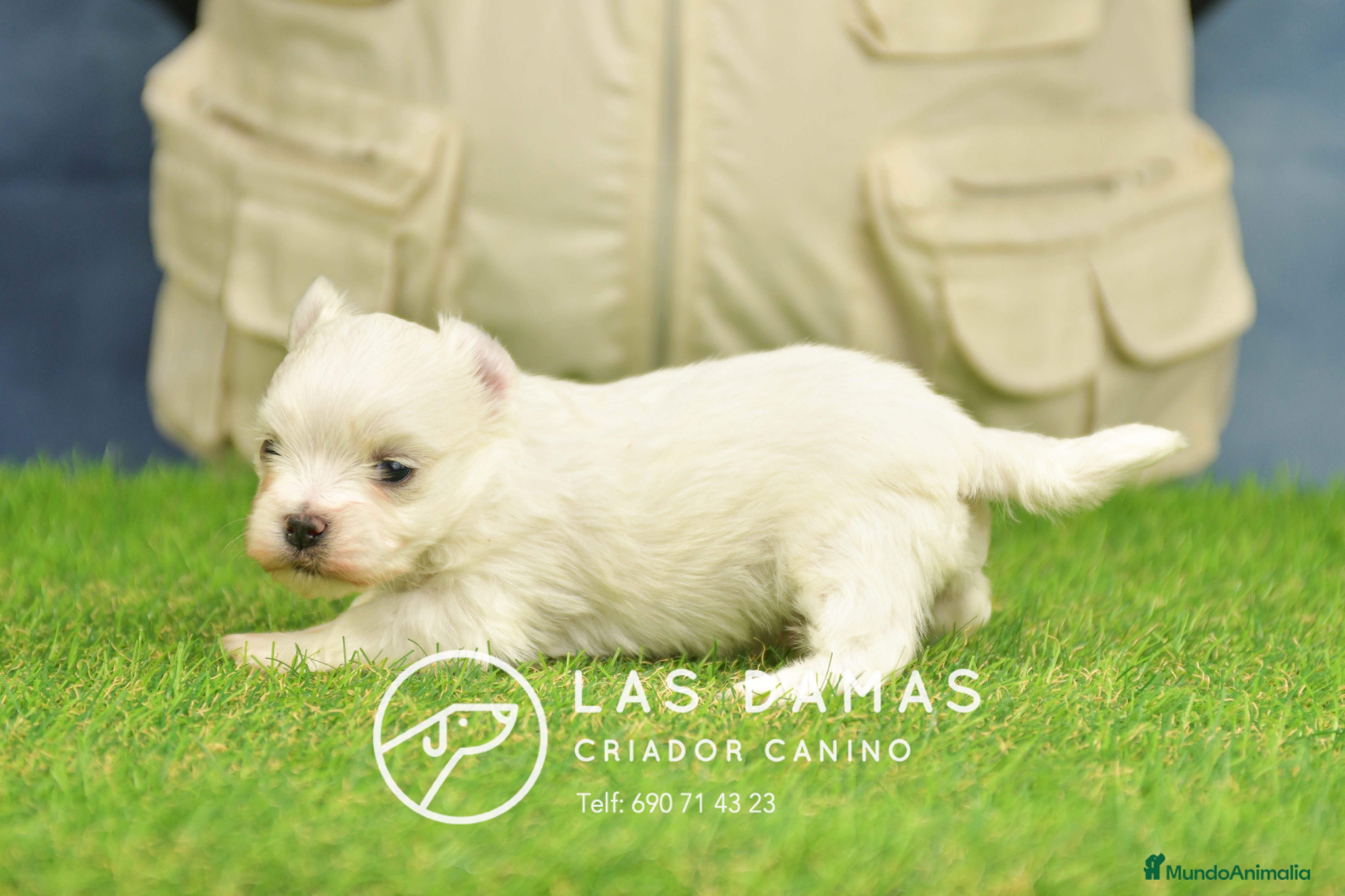 Bichón Maltés perros BICHÓN MALTÉS DISPONIBLE - Anuncio 2