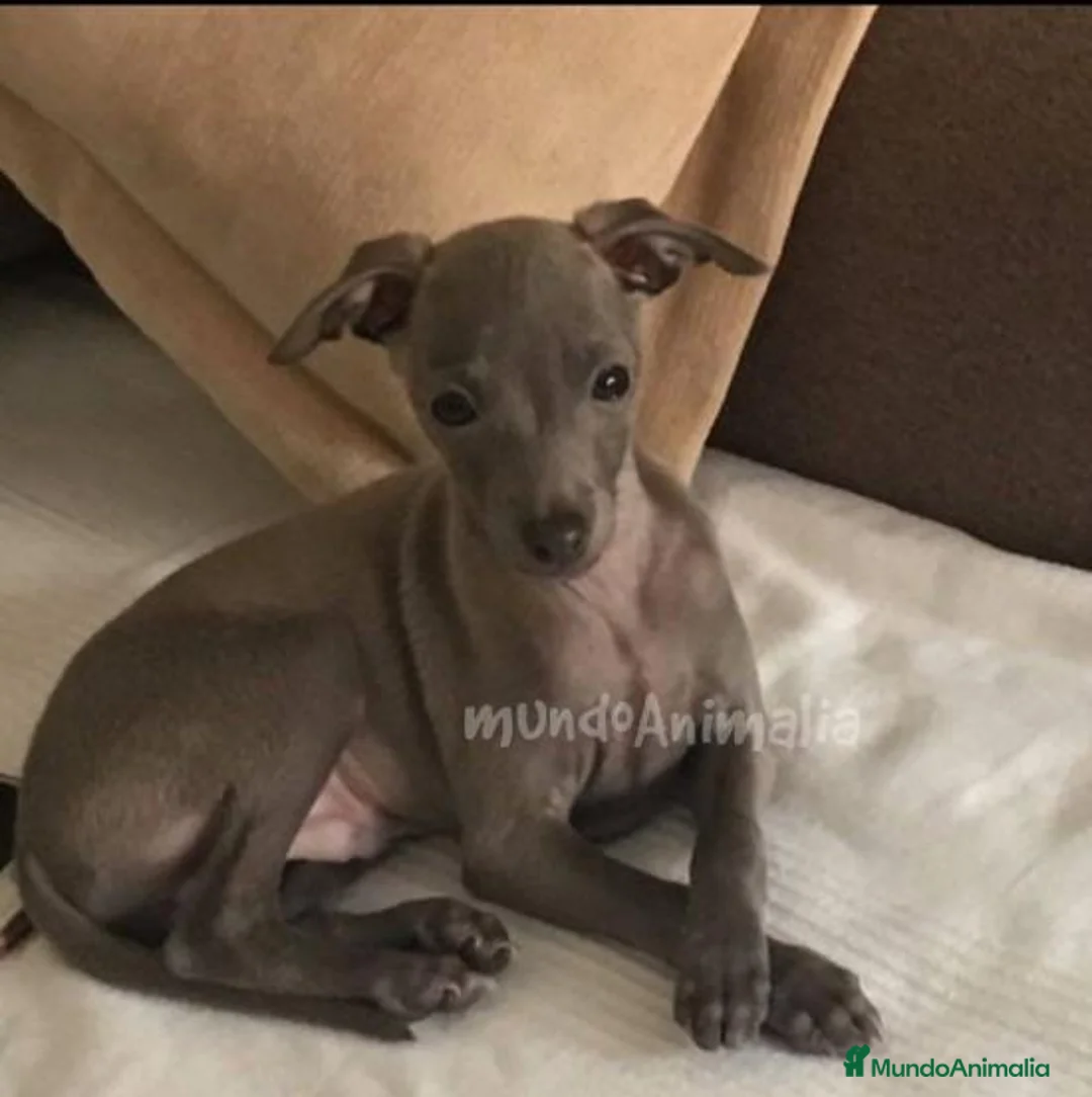 Imagen de galería {{count}}