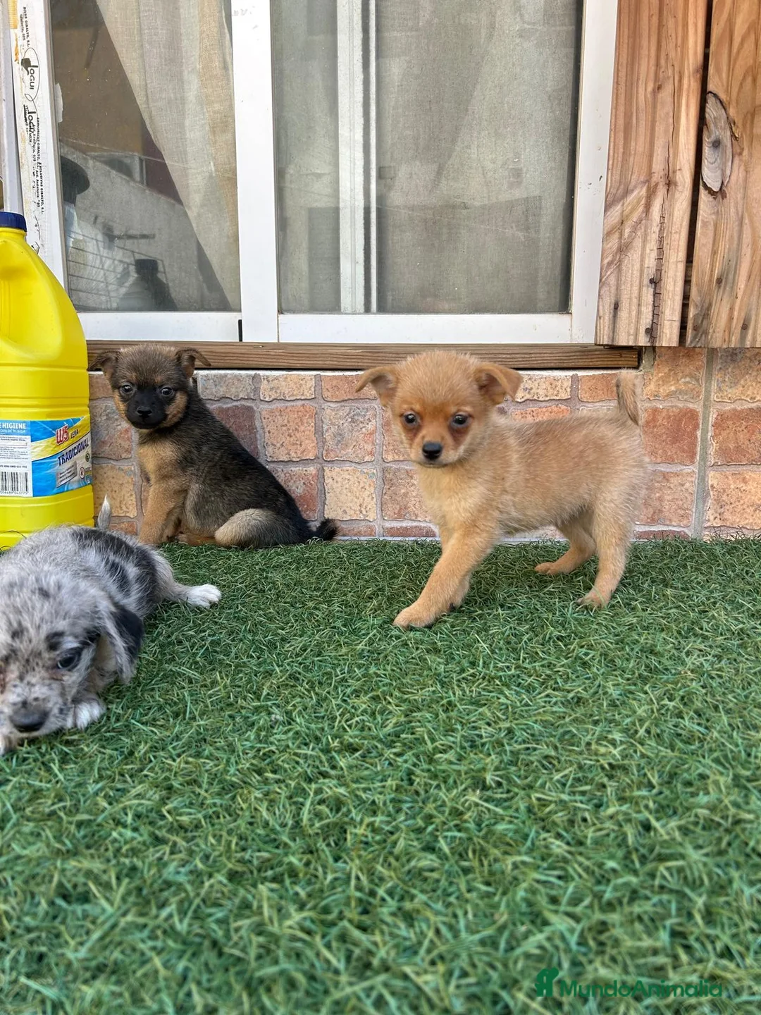 Pomchi perros en venta: Cruzaditos de chihuahua y pomerania  - Anuncio 2