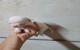 Chihuahua perros en venta: CAMADA CHIHUAHUAS CABEZA DE MANZANA DESDE 600€ - Imagen 4