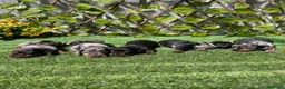 Teckel perros en venta: Camada Teckel  - Anuncio 2