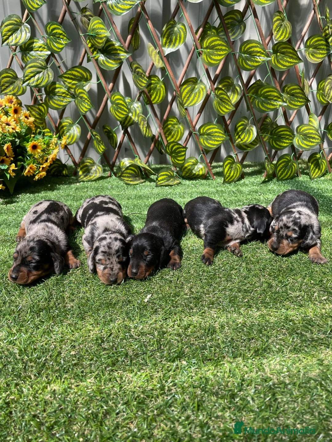 Teckel perros en venta: Camada Teckel  - Anuncio 2