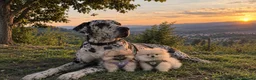 Pomerania perros en venta: Pomerania en Galicia  - Anuncio 1
