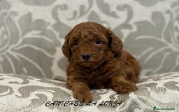 Caniche Toy perros en venta: caniche toy - Imagen 4