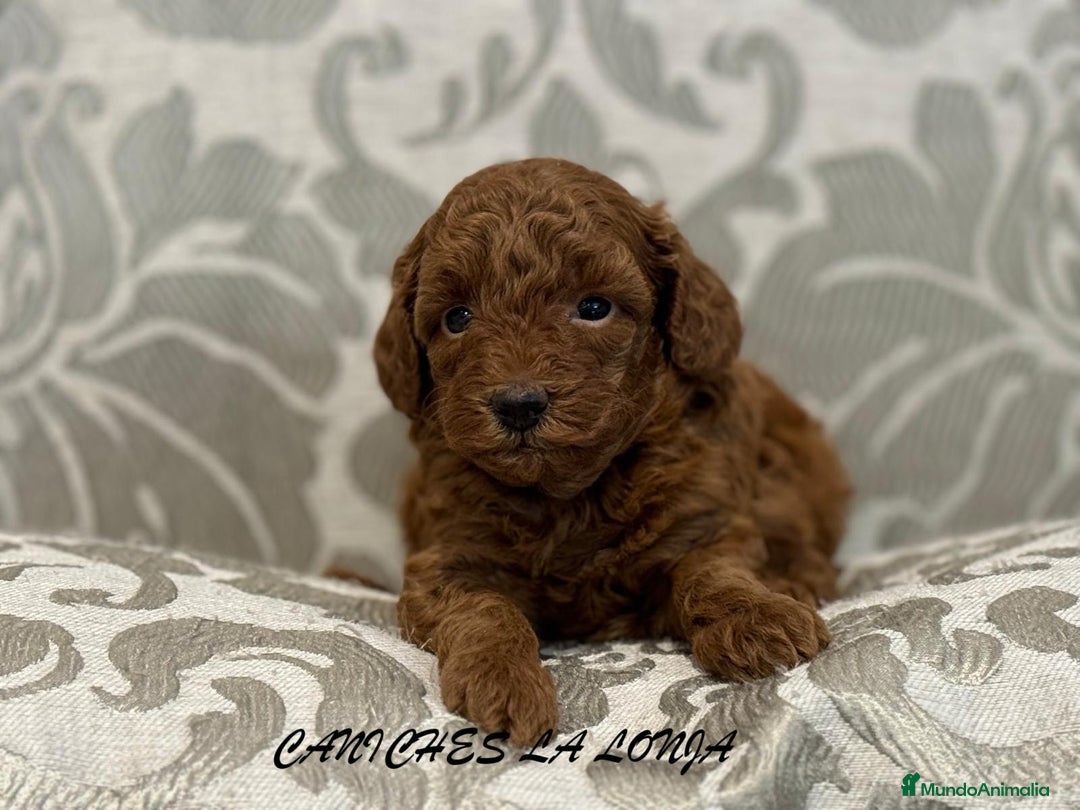 Caniche Toy perros en venta: caniche toy - Imagen 4