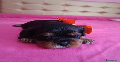 Cavalier King Charles Spaniel perros - Propaganda 4