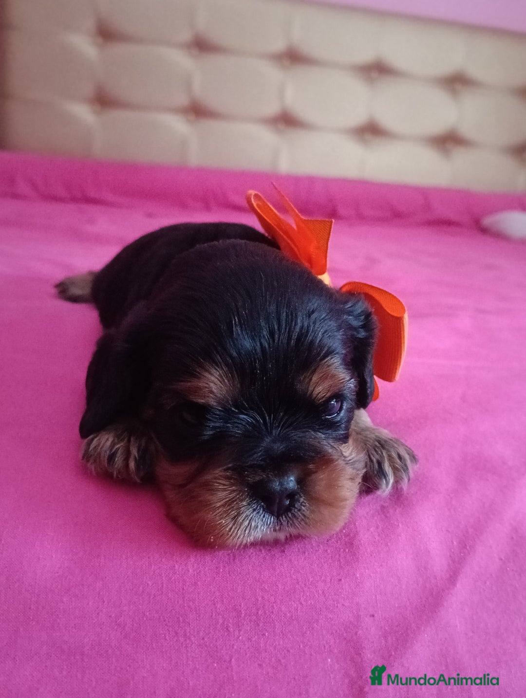 Cavalier King Charles Spaniel perros en venta: Cachorros Cavalier King Charles Spaniel  - Imagen 3