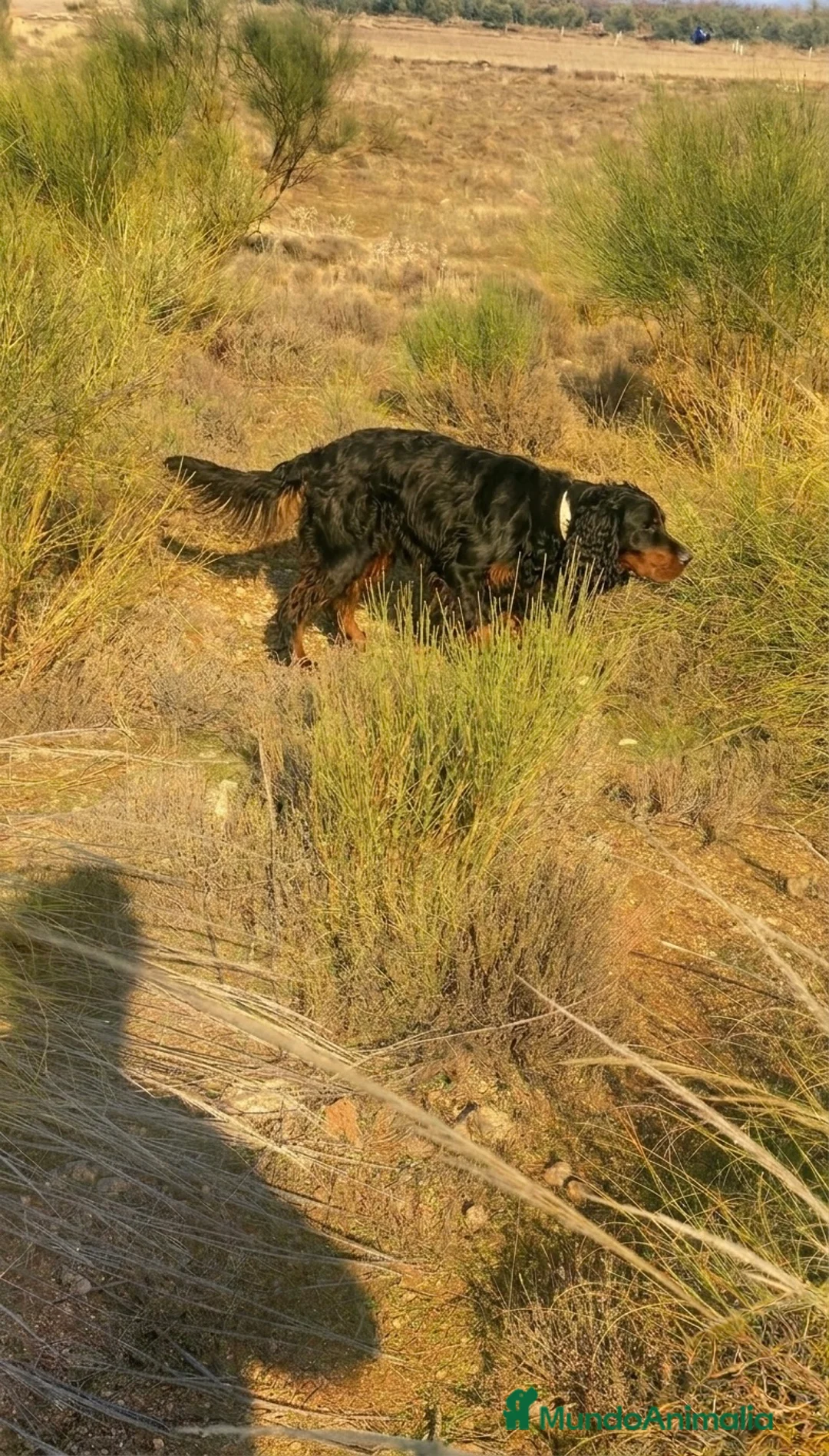 Setter Gordon perros en venta: Setter Gordon, cachorros. - Anuncio 3