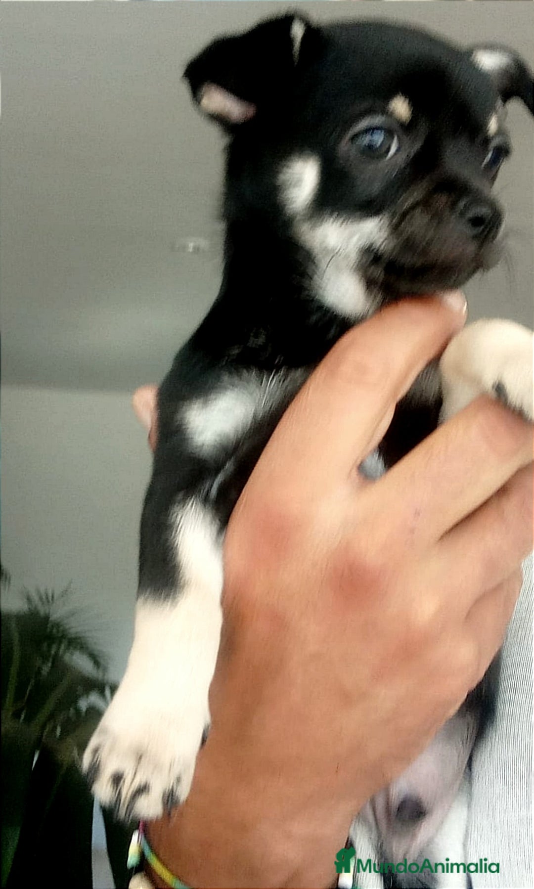 Chihuahua perros en venta: Chihuahuas  - Imagen 12