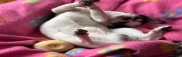 Chihuahua perros para monta: Chihuahua cabeza manzana  - Anuncio 4