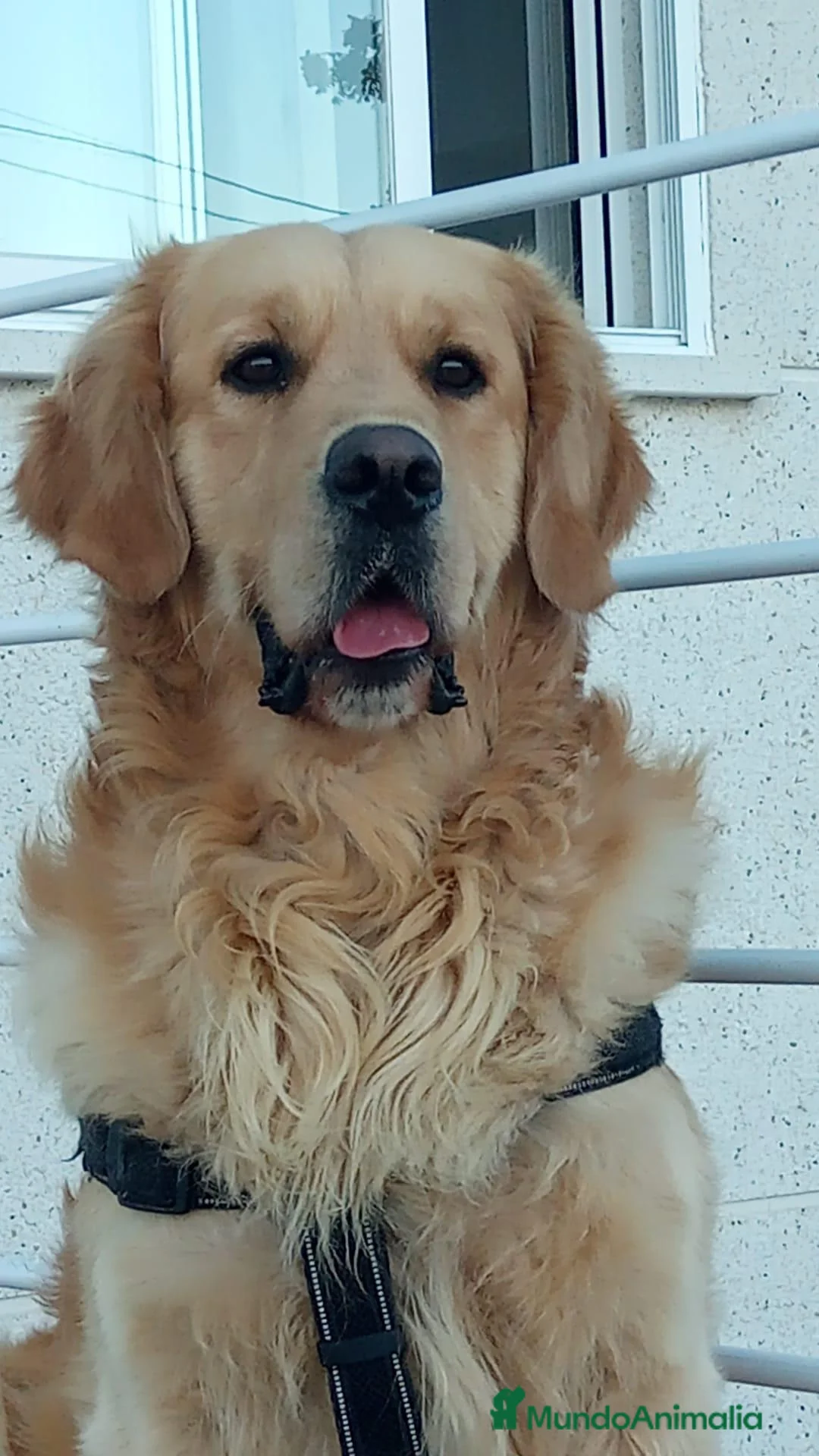 Golden Retriever perros en venta: Cachorro macho de golden retriever  - Anuncio 5