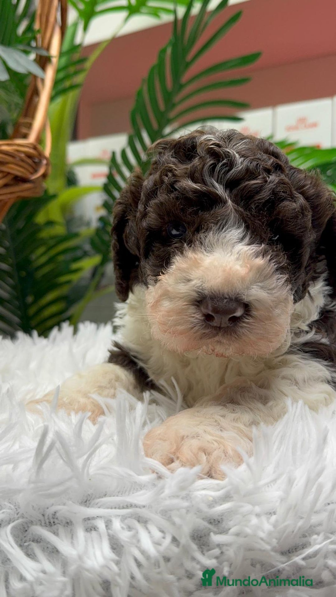 Perro de Agua Español perros en venta: PERRO DE AGUA ESPAÑOL MACHO - Anuncio 7