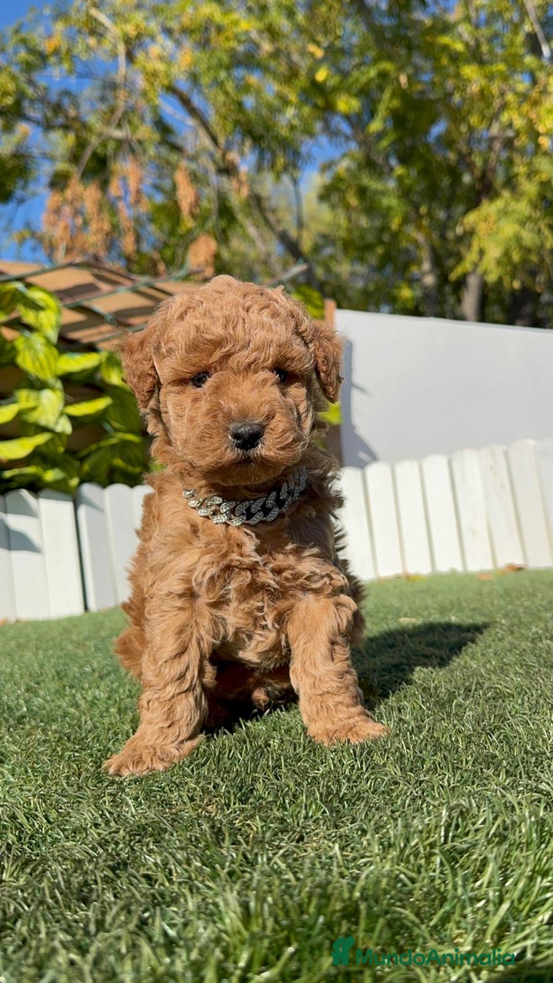 Caniche Toy perros en venta: CANICHE TOY MACHO - Anuncio 5