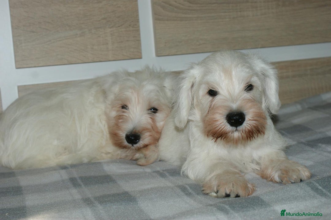 Pinscher Miniatura perros en venta: CACHORRITOS DE SCHNAUZER MINIATURA  - Imagen 6