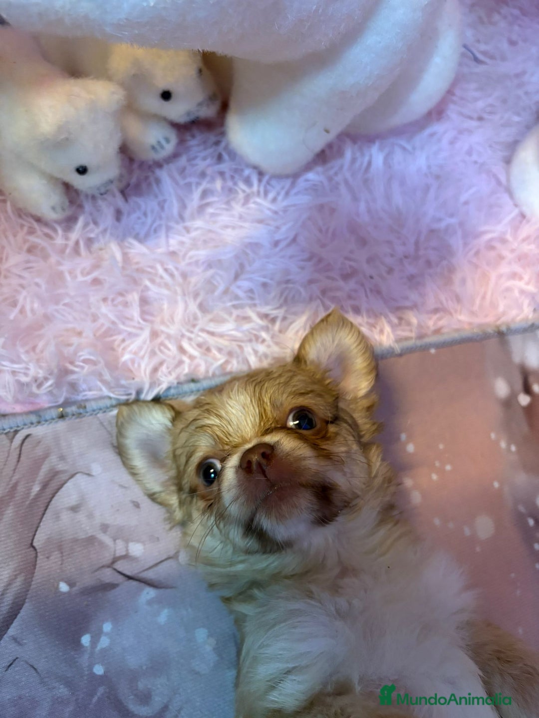 Chihuahua perros en venta: Chihuahua toy pelo largo  - Anuncio 7