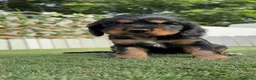 Cocker Spaniel Inglés perros en venta: COCKER SPANIEL INGLÉS  - Anuncio 18