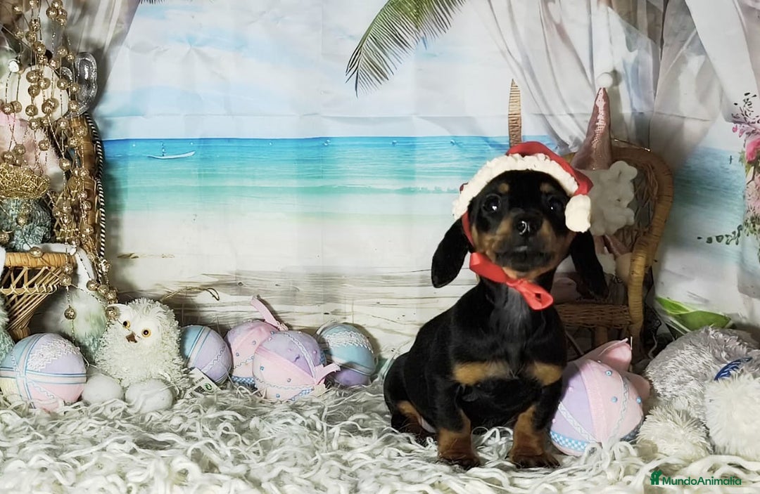 Teckel perros en venta: Teckel kanichen  - Anuncio 3