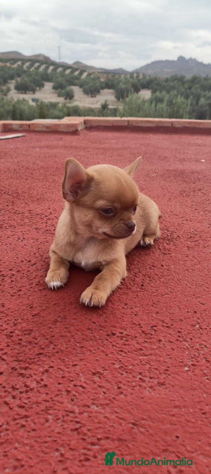 Chihuahua perros OFERTA! Chihuahuas manzana - Anuncio 13