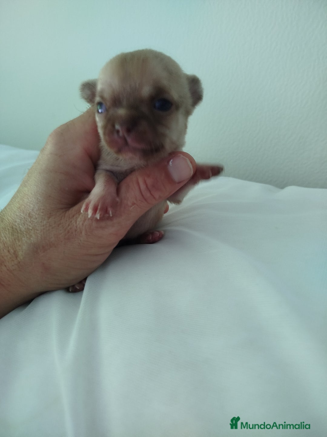 Chihuahua perros en venta: Camada de chihuahua  - Imagen 1