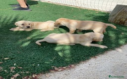 Labrador Retriever perros en venta: CAMADA LABRADORES - Imagen 3